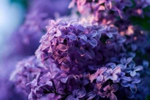 &Pi;&alpha;&sigma;&chi;&alpha;&lambda;&iota;&nu;ό &pi;&alpha;&rho;&alpha;&mu;ύ&theta;&iota;