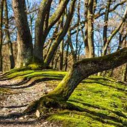 &Upsilon;&pi;ά&rho;&chi;&epsilon;&iota; &mu;&iota;&alpha; &zeta;&omega;ή &kappa;&alpha;&iota; &alpha;&upsilon;&tau;ή&nu; &mu;&omicron;&iota;&rho;ά&zeta;&omicron;&mu;&alpha;&iota; &mu;&epsilon; &tau;&omicron;&nu; &Theta;&epsilon;ό.