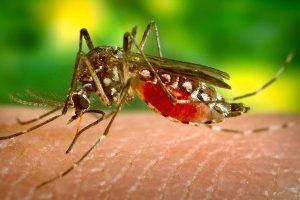 Ενημέρωση για τις ενέργειες καταπολέμησης των κουνουπιών και οδηγίες προστασίας Ενημέρωση για τις ενέργειες καταπολέμησης των κουνουπιών και οδηγίες προστασίας